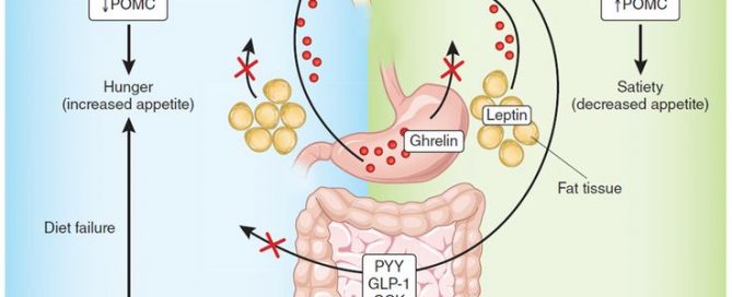 Irregular heartbeat linked to higher thyroid hormone levels
