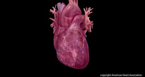 Sexual activity rarely a heart-stopping activity