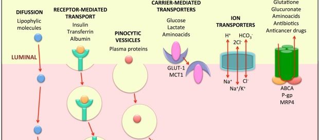 Endothelial cells may contribute to formation of new vessels compensating for inadequate blood supply