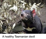 Facial Cancer Decimating Tasmanian Devil Population