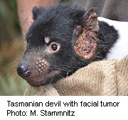 Human Cancer Meds Might Help Save Tasmanian Devils