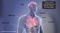 Studying heart disease after death can help the living