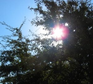 Climate change may increase congenital heart defects