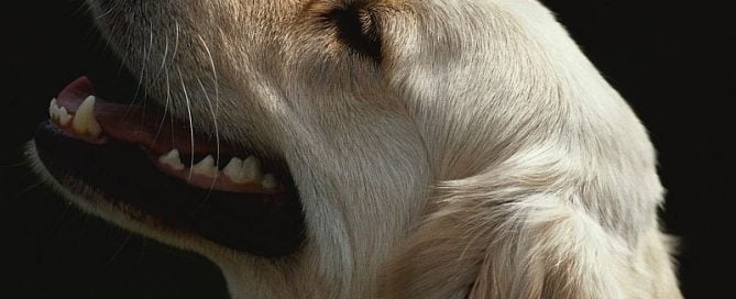 Canine Bone Cancer Vaccine Hints at a Human Version