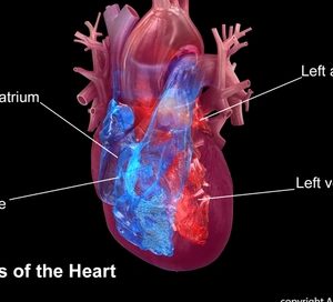 Better options needed for children at higher risk of premature heart disease