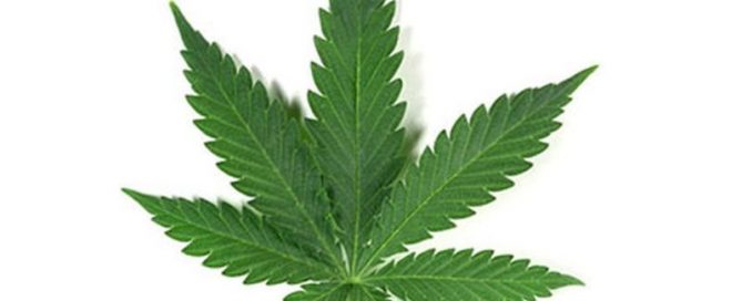 Medical Marijuana Use Rising Among Cancer Patients