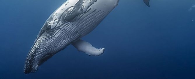 Looking to Whales for Insight on Human Cancers