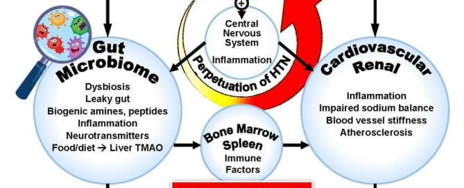 New research suggests gut bacteria may be linked to high blood pressure and depression
