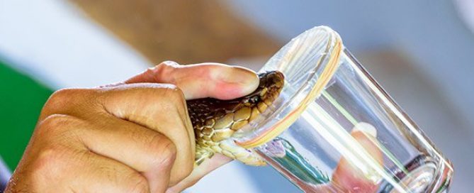Could Snake Venom Treat Cancer?
