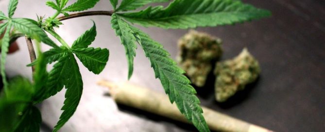 Scientific Statement: Cannabis use shows substantial risks, no benefits for cardiovascular health; more research is critical