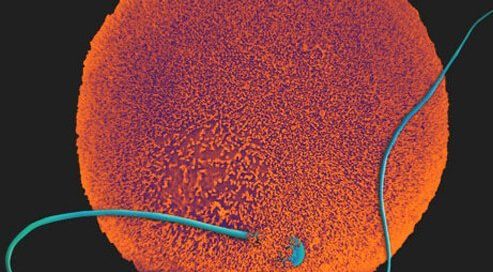 Women May Transmit Cancer to Infants in Childbirth, Reports Suggest