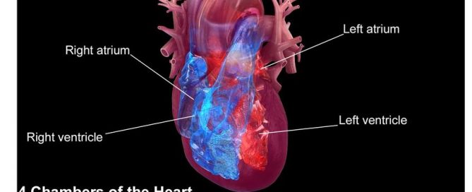 Blood thinners may prevent cognitive decline in older patients with atrial fibrillation – American Heart Association Scientific Sessions 2021, LBS.03